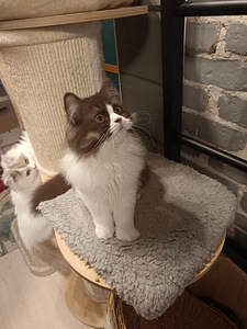 Brittiläinen uros kissanpentu (2 valokuva sivusta 6)