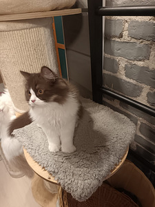 Brittiläinen uros kissanpentu (3 valokuva sivusta 6)