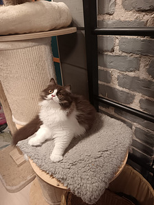 Brittiläinen uros kissanpentu (5 valokuva sivusta 6)