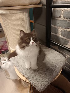 Brittiläinen uros kissanpentu (6 valokuva sivusta 6)