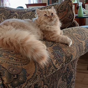 Brittiläinen uros (1 valokuva sivusta 5)