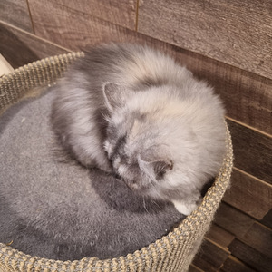 Luovutusikäinen Brittiläinen tyttö (4 valokuva sivusta 5)