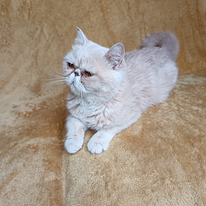 Eksotik kissa (2 valokuva sivusta 4)