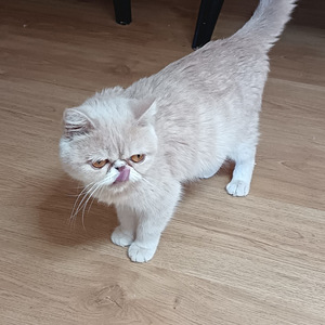 Eksotik kissa (3 valokuva sivusta 4)