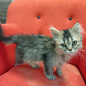 Ihana pieni tyttö kissanpentu (4 valokuva sivusta 4)