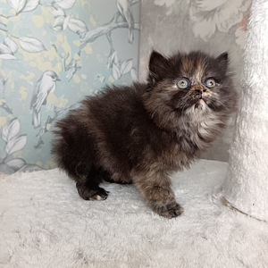 Tyttö ja poika brittiläiset (2 valokuva sivusta 10)