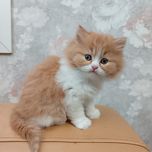 Tyttö ja poika brittiläiset (4 valokuva sivusta 10)