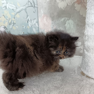 Tyttö ja poika brittiläiset (7 valokuva sivusta 10)