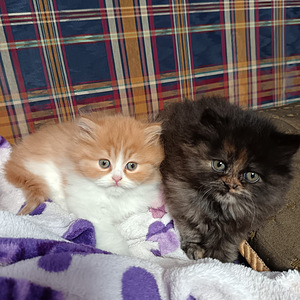 Tyttö ja poika brittiläiset (8 valokuva sivusta 10)