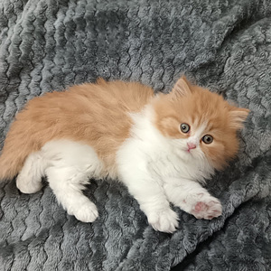 Tyttö ja poika brittiläiset (9 valokuva sivusta 10)