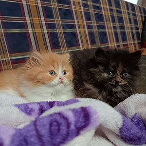 Tyttö ja poika brittiläiset (3 valokuva sivusta 10)