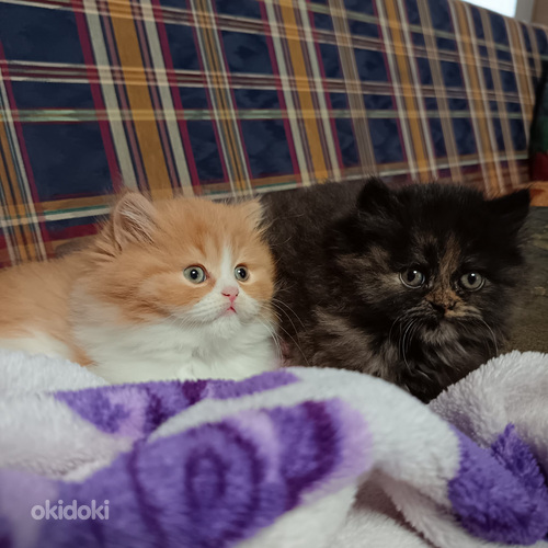 Tyttö ja poika brittiläiset