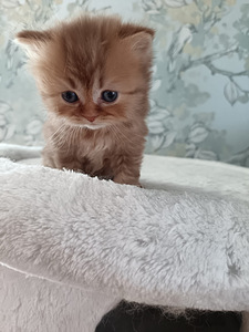 Brittiläiset pennut (3 valokuva sivusta 7)