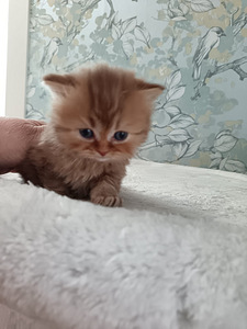 Brittiläiset pennut (7 valokuva sivusta 7)