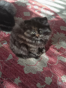 Brittiläinen kilpikonna värinen tyttö kissanpentu (3 valokuva sivusta 8)