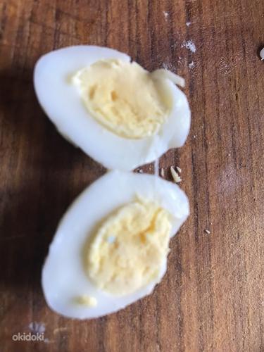 Перепелиные яйца (фото #2)