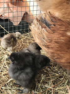 Цыплята ШЕЛКОВЫЕ silkie (2 фото из 2)