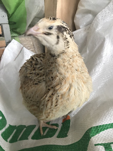 Vutid, fööniksid ja teksaslased (1 foto / 4)