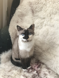 Siiami kass ootab peigmeest (2 foto / 2)