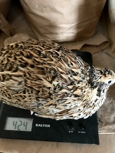 Инкубационное перепелиное яйцо (3 фото из 5)