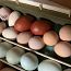 Инкубационное яйцо курочек (фото #1)