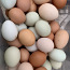 Инкубационное яйцо курочек (фото #2)