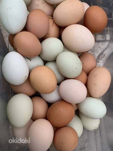 Инкубационное яйцо курочек (фото #2)