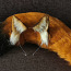 Fox costume (foto #1)