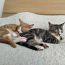 Armsad kassipojad otsivad endale kodu (foto #5)