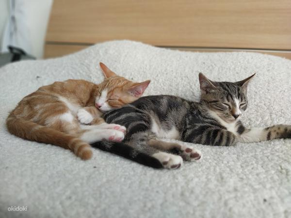Armsad kassipojad otsivad endale kodu (foto #5)