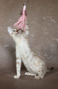 Бенгальские котята (4 фото из 7)