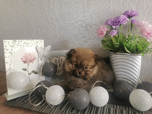 Pomerānijas (5 foto no 10)