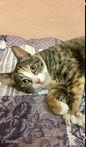 Noor kiisu (1 foto / 6)