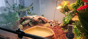 Королевский питон (3 фото из 5)