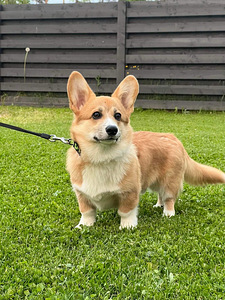 MÜÜA 8 KUUNE CORGI PEMBROKE WELSH (1 foto / 3)