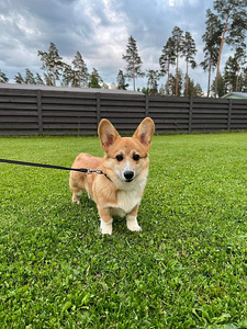MÜÜA 8 KUUNE CORGI PEMBROKE WELSH (2 foto / 3)