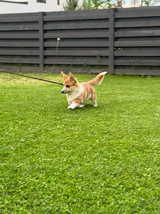 MÜÜA 8 KUUNE CORGI PEMBROKE WELSH (3 foto / 3)