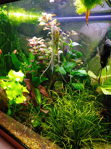 Akvaariumi taimed, plats, gupid
