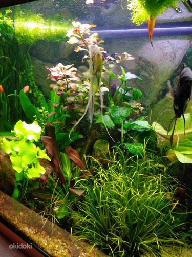 Akvaariumi taimed, plats, gupid (foto #1)