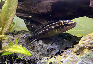 Tanganjika järve chiclid (2 foto / 2)