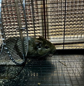 Degu Дегу (2 фото из 3)