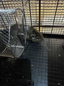 Degu Дегу (3 фото из 3)
