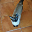 Ищу сиамского котика для вязки (фото #1)