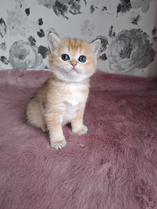 Шотландские котята (1 фото из 10)