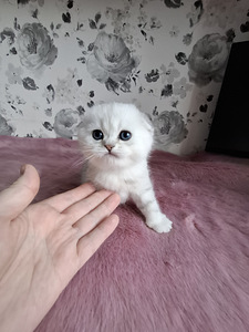 Шотландские котята (5 фото из 10)