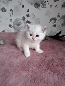 Шотландские котята (8 фото из 10)