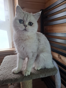 Шотландские котята (9 фото из 10)