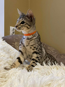 Savannah F5 SBT (6 foto / 10)