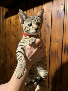 Kassipojad Savannah F4 SBT (2 foto / 10)