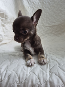 Chihuahua kutsikad müügil (5 foto / 8)